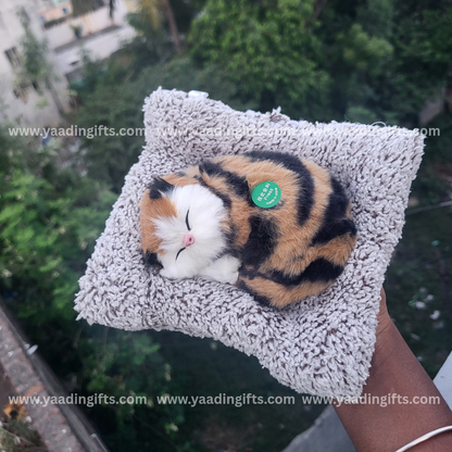 Musical cat toy